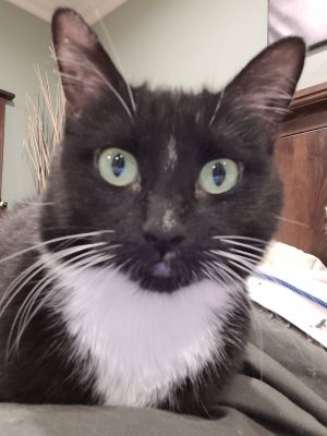 Marley Tuxedo Cat