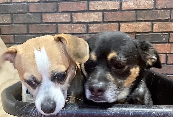 Missie and Brutus (bonded pair)