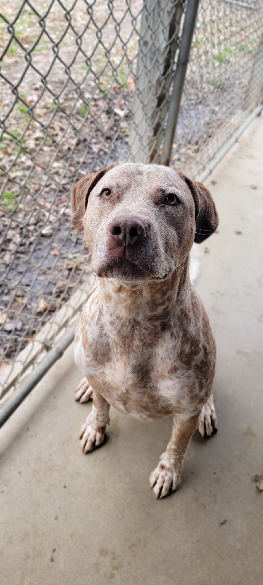 Zimba, an adoptable Pointer in Anderson, IN, 46015 | Photo Image 1