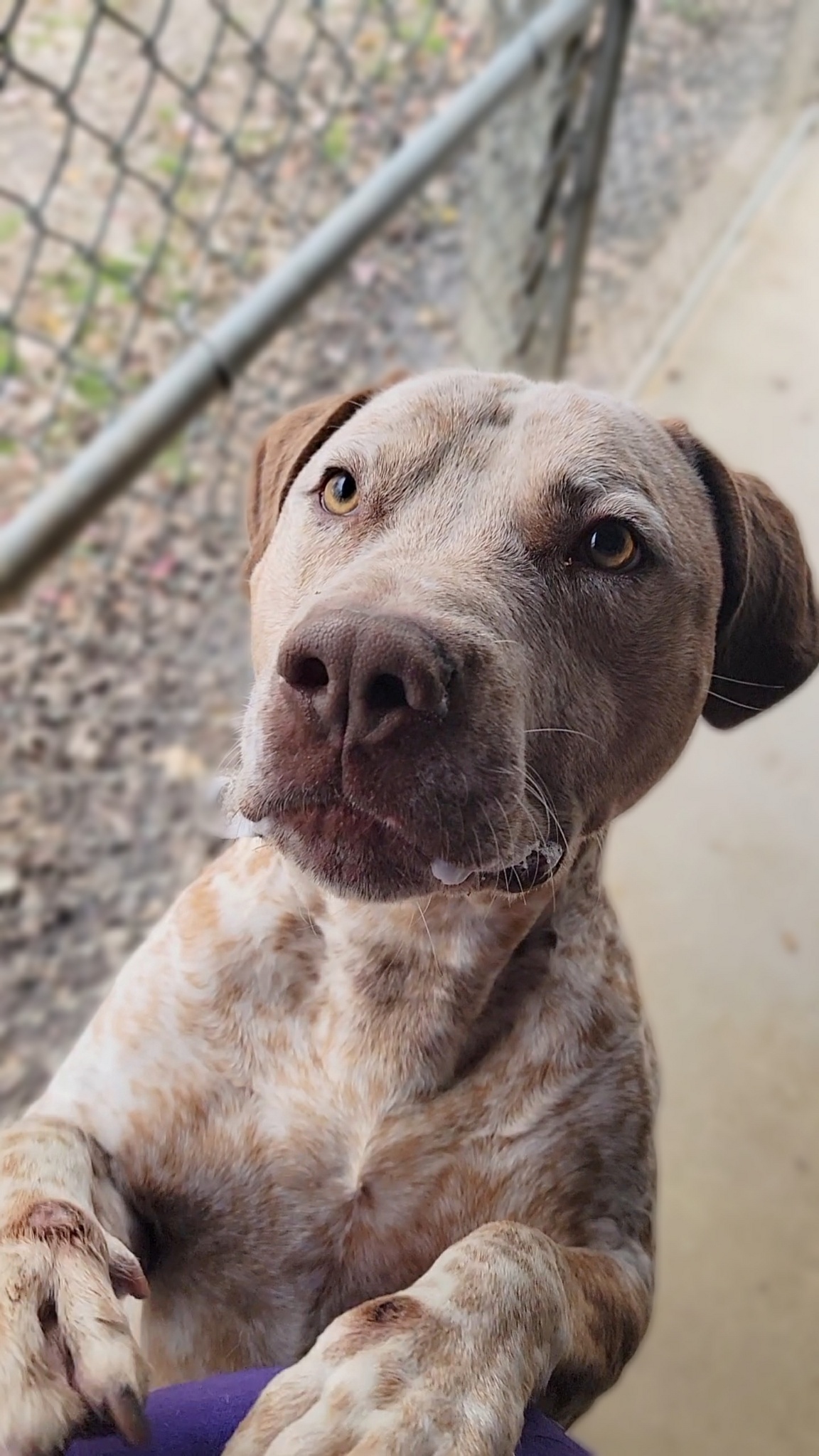 Zimba, an adoptable Pointer in Anderson, IN, 46015 | Photo Image 3