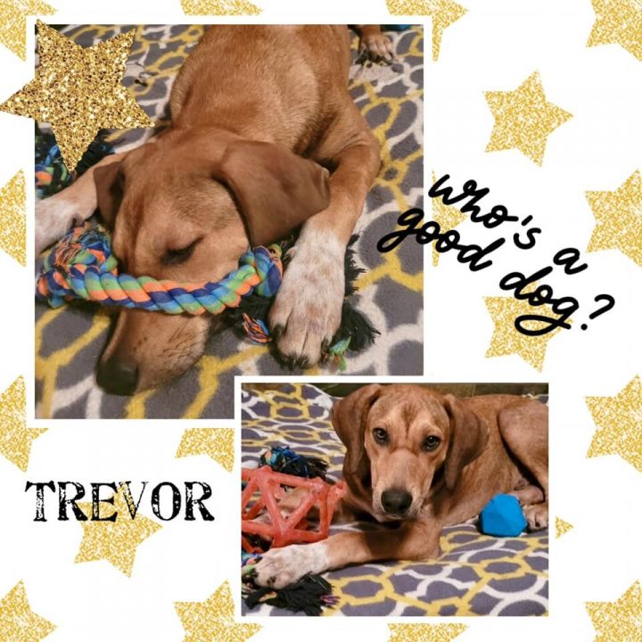 Trevor, an adoptable Hound Mix in Cypress, TX_image-2