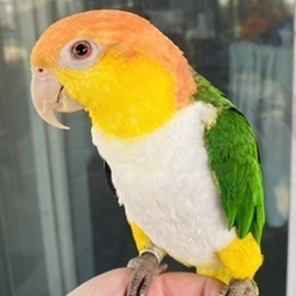 Capone, an adopted Caique in North Babylon, NY_image-1
