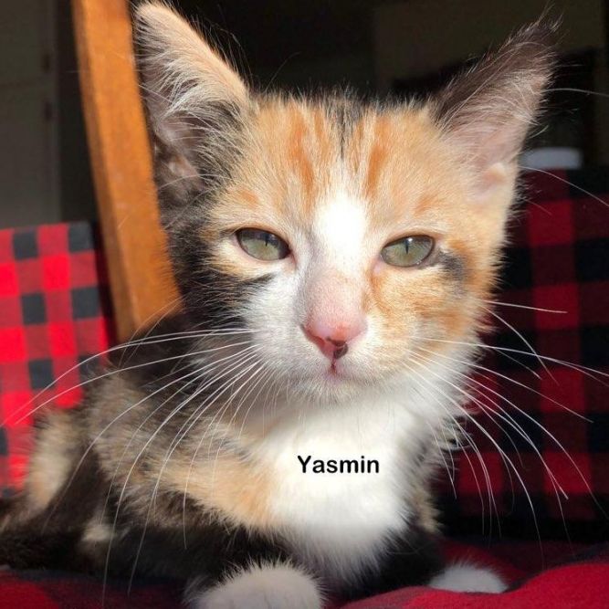 Yasmin