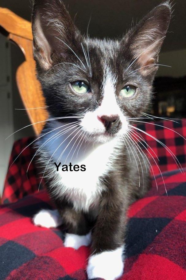 Yates 1