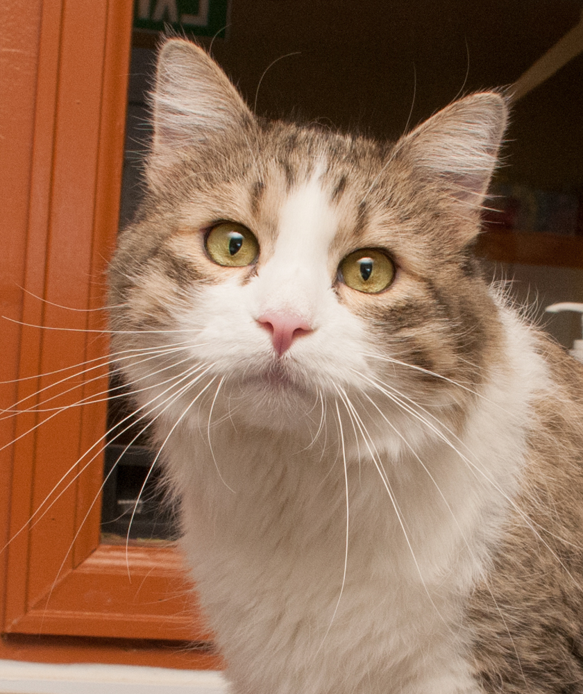 Diamond, an adoptable Tabby in Westminster, CO, 80031 | Photo Image 1