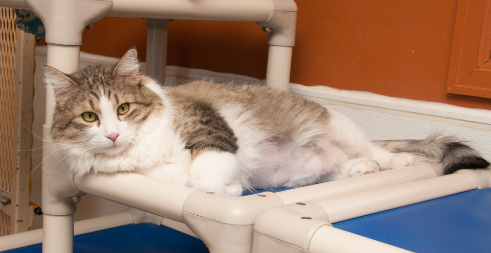 Diamond, an adoptable Tabby in Westminster, CO, 80031 | Photo Image 2