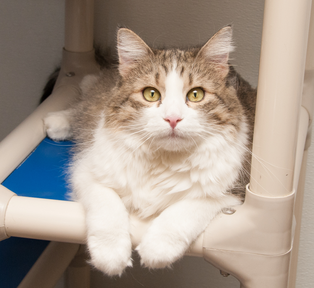 Diamond, an adoptable Tabby in Westminster, CO, 80031 | Photo Image 3