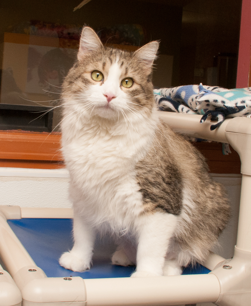 Diamond, an adoptable Tabby in Westminster, CO, 80031 | Photo Image 4