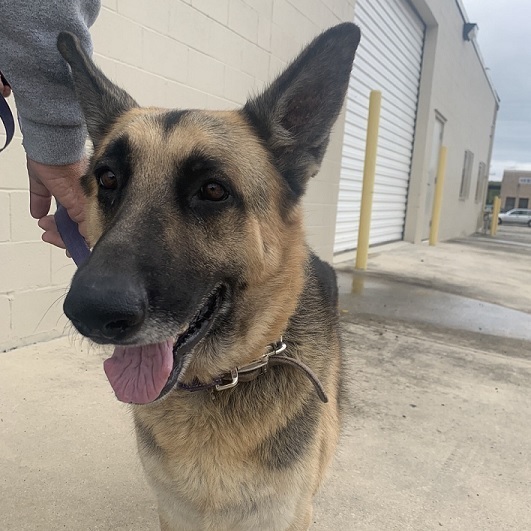 SPARKY- NEEDS A FOSTER/FOREVER HOME!!!, an adoptable German Shepherd Dog in Birmingham, MI, 48012 | Photo Image 2