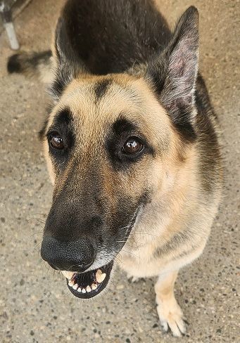 SPARKY- NEEDS A FOSTER/FOREVER HOME!!!, an adoptable German Shepherd Dog in Birmingham, MI, 48012 | Photo Image 1