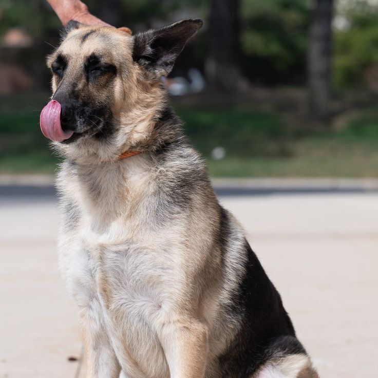 SPARKY- NEEDS A FOSTER/FOREVER HOME!!!, an adoptable German Shepherd Dog in Birmingham, MI, 48012 | Photo Image 3
