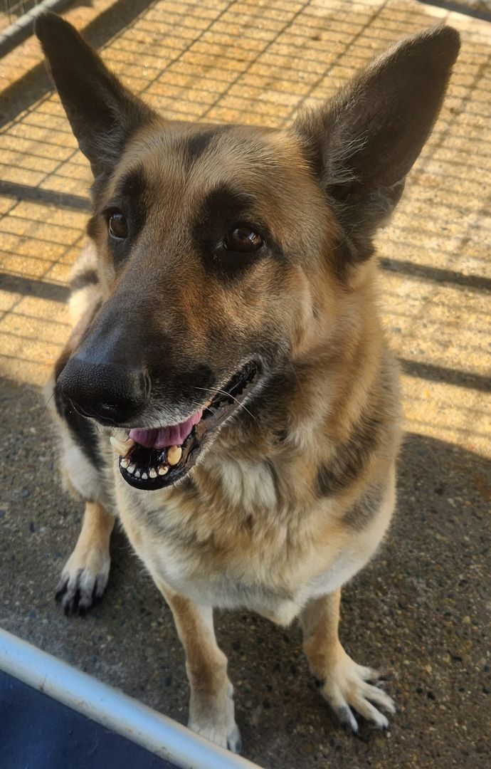 SPARKY- Needs a foster/forever home!, an adoptable German Shepherd Dog in Birmingham, MI, 48012 | Photo Image 5