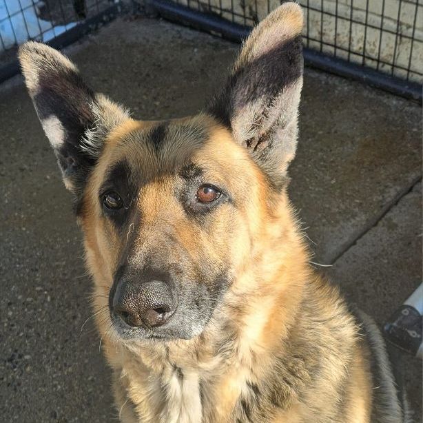 SPARKY- Needs a foster/forever home!, an adoptable German Shepherd Dog in Birmingham, MI, 48012 | Photo Image 1