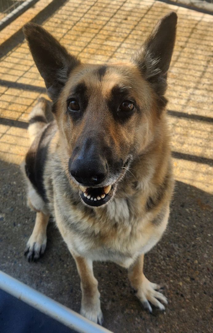 SPARKY- NEEDS A FOSTER/FOREVER HOME!!!, an adoptable German Shepherd Dog in Birmingham, MI, 48012 | Photo Image 6