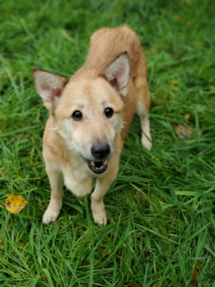 Foxy Old Lady - ADOPTED! 1