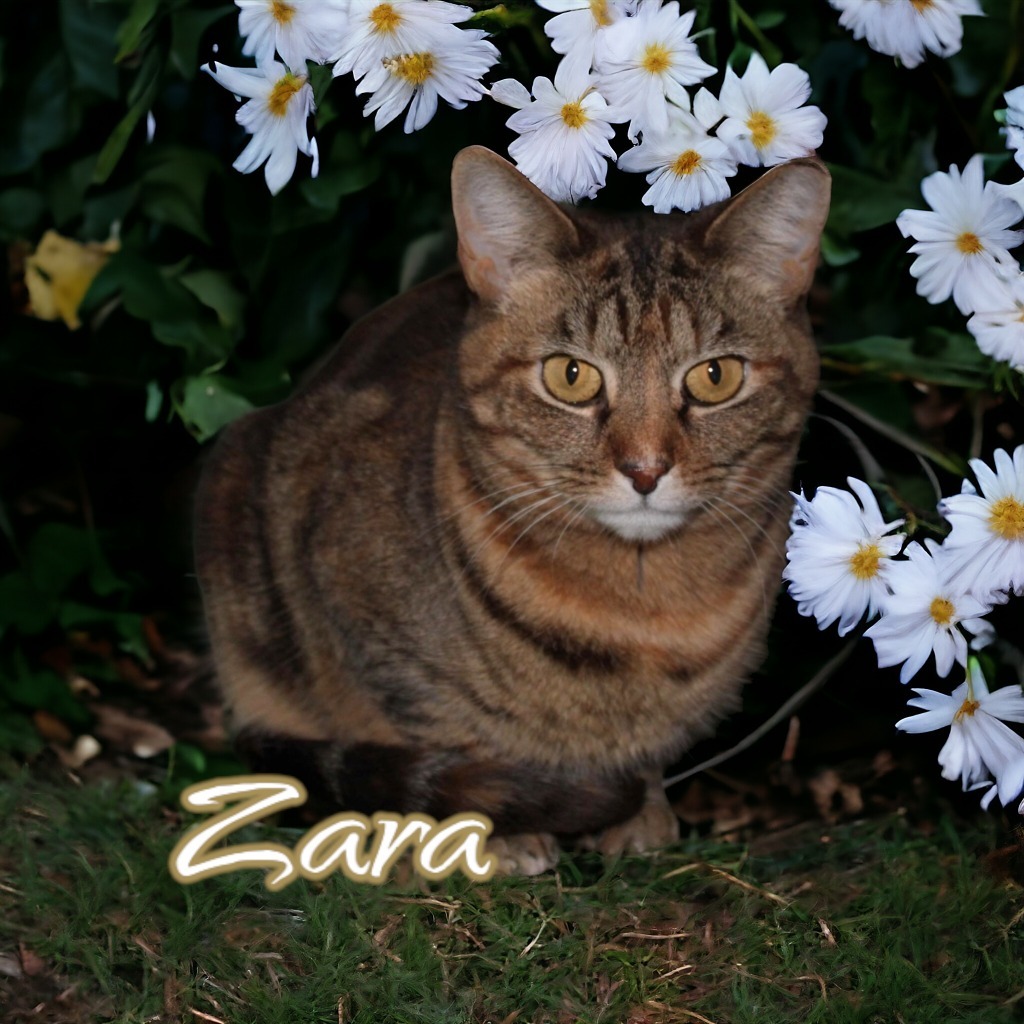 Zara, an adoptable Domestic Short Hair in Port Clinton, OH, 43452 | Photo Image 1