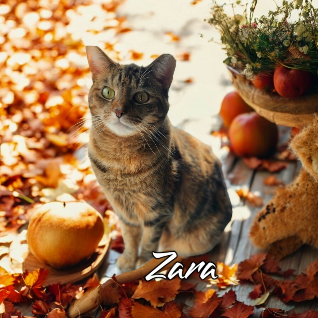 Zara, an adoptable Domestic Short Hair in Port Clinton, OH, 43452 | Photo Image 1