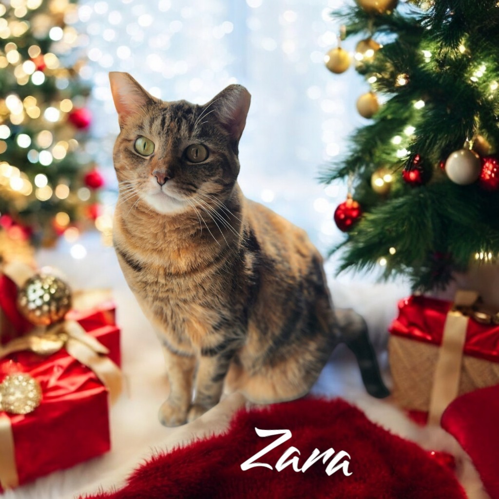 Zara, an adoptable Domestic Short Hair in Port Clinton, OH, 43452 | Photo Image 1