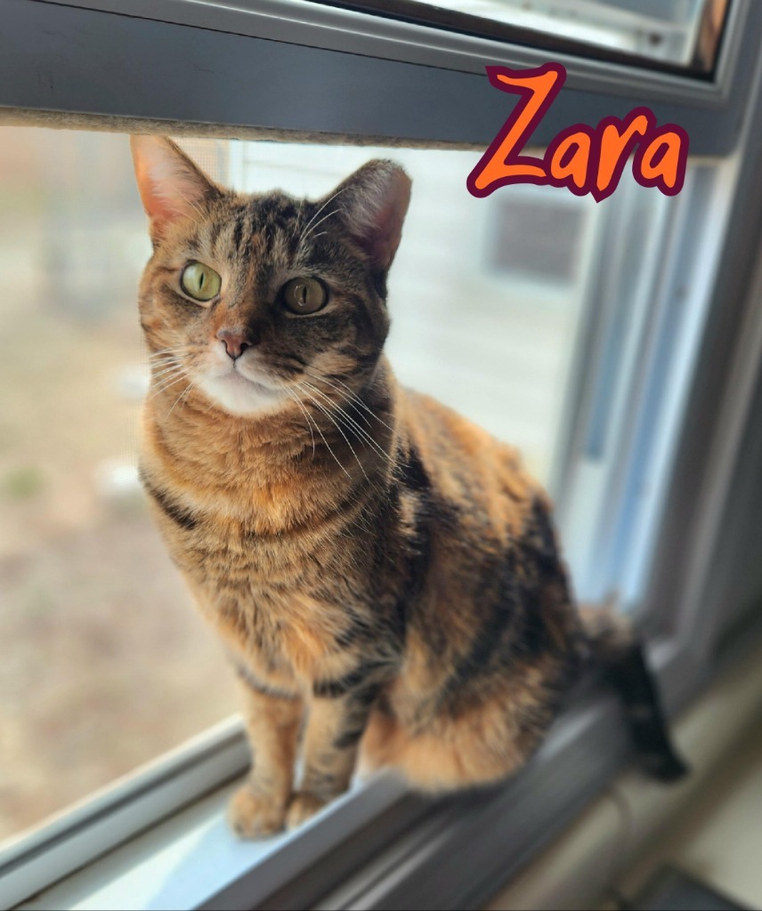 Zara, an adoptable Domestic Short Hair in Port Clinton, OH, 43452 | Photo Image 1