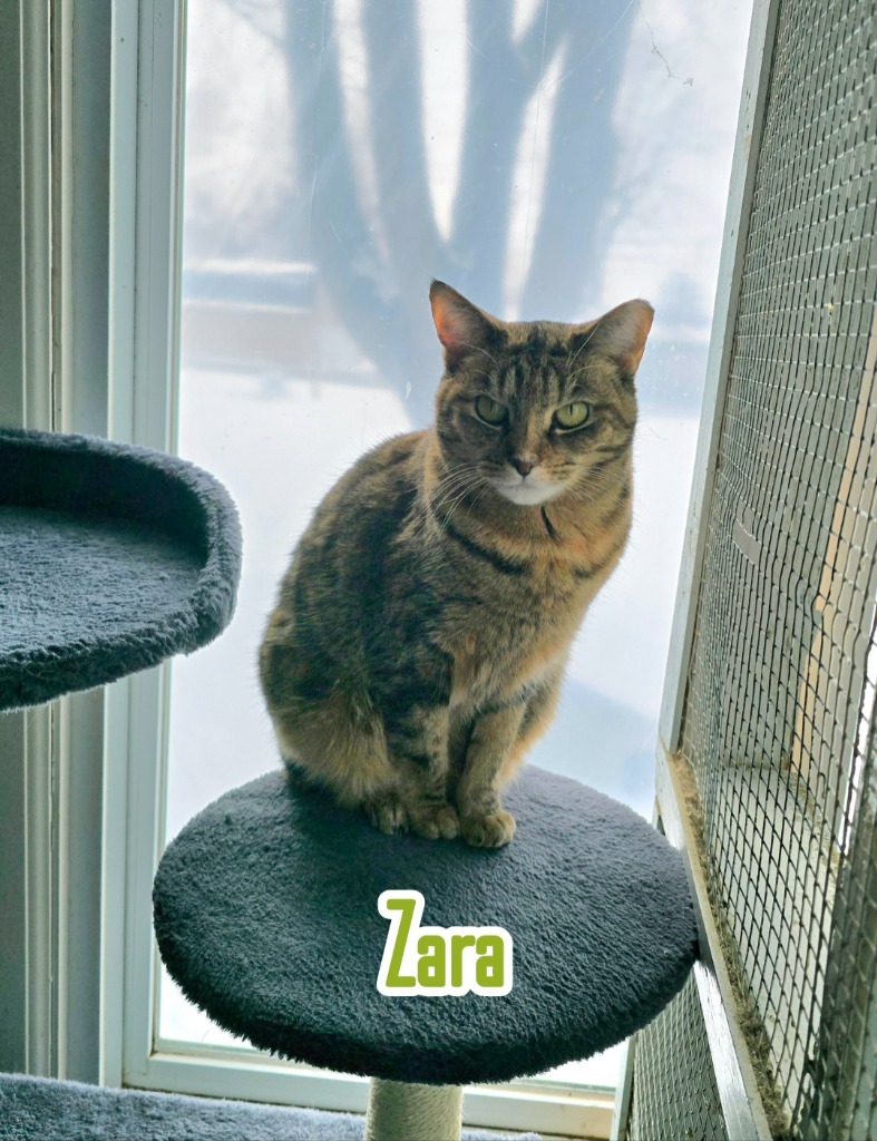 Zara, an adoptable Domestic Short Hair in Port Clinton, OH, 43452 | Photo Image 1