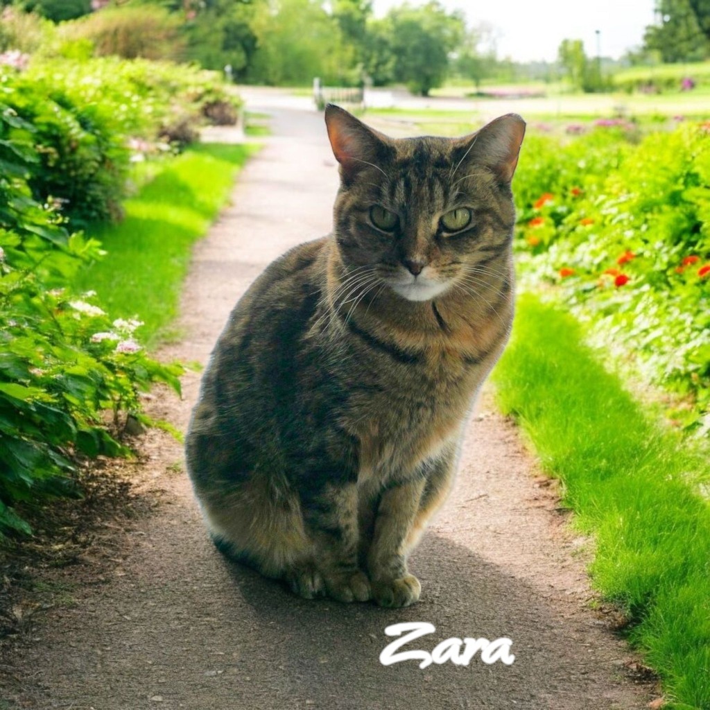 Zara, an adoptable Domestic Short Hair in Port Clinton, OH, 43452 | Photo Image 1