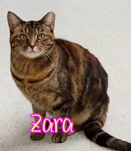 Zara, an adoptable Domestic Short Hair in Port Clinton, OH, 43452 | Photo Image 2