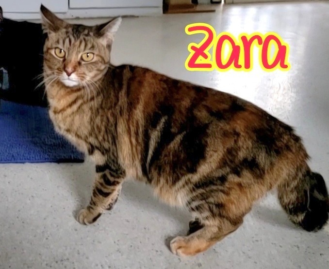 Zara, an adoptable Domestic Short Hair in Port Clinton, OH, 43452 | Photo Image 3