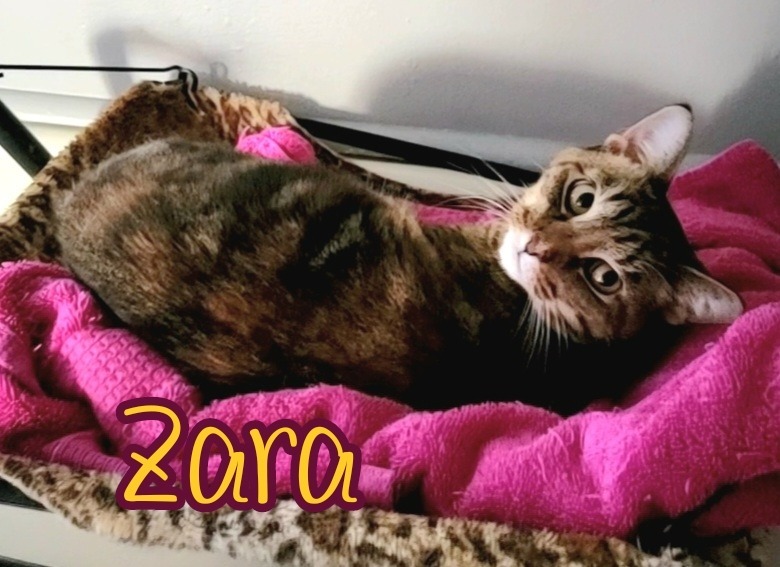 Zara, an adoptable Domestic Short Hair in Port Clinton, OH, 43452 | Photo Image 4