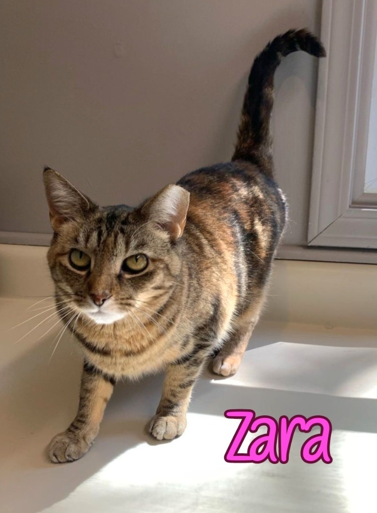 Zara, an adoptable Domestic Short Hair in Port Clinton, OH, 43452 | Photo Image 5