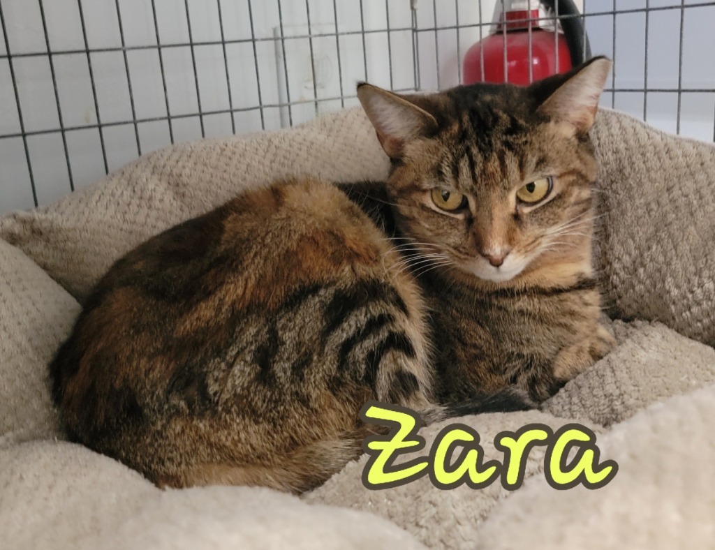 Zara, an adoptable Domestic Short Hair in Port Clinton, OH, 43452 | Photo Image 6