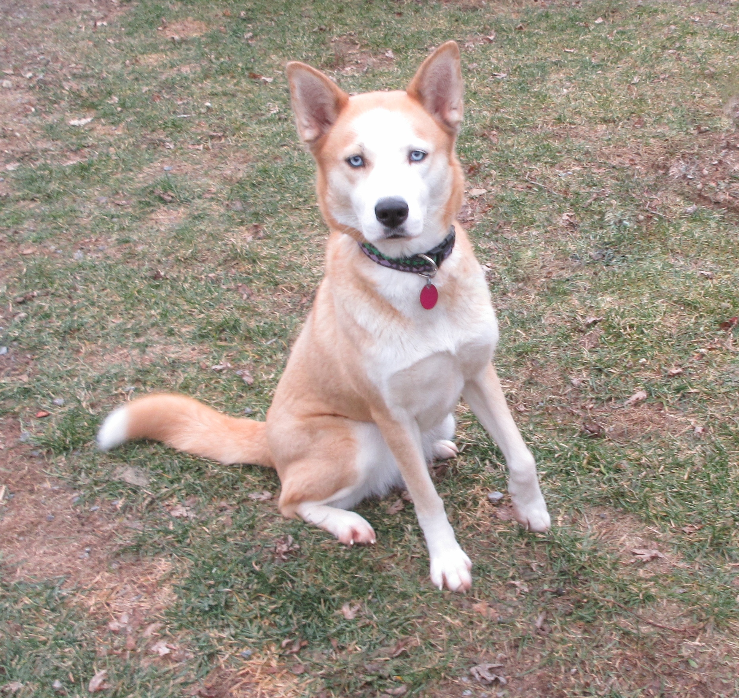 Molly, an adoptable Husky in Rigaud, QC, J0P 1P0 | Photo Image 2