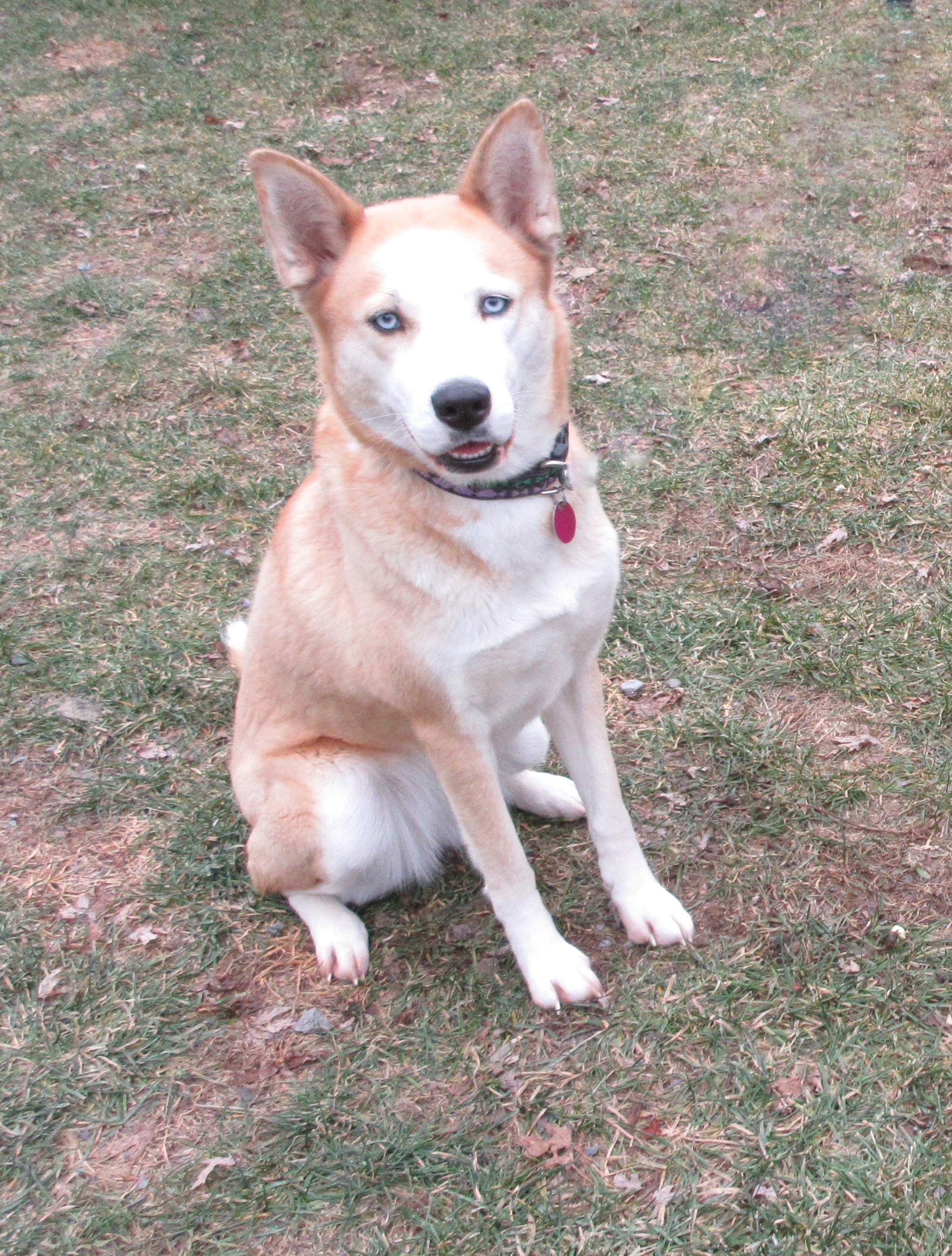 Molly, an adoptable Husky in Rigaud, QC, J0P 1P0 | Photo Image 1