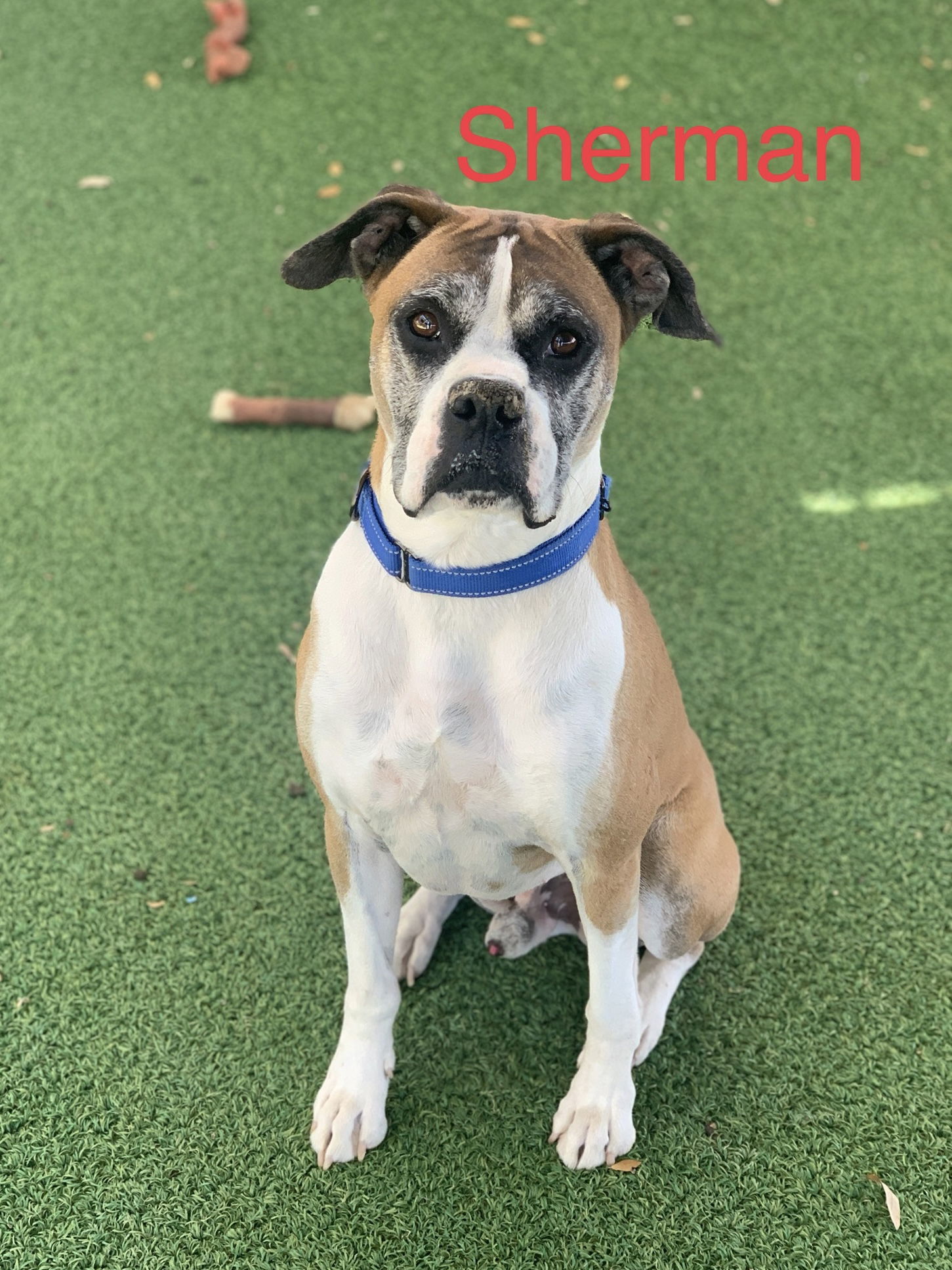 Sherman, an adoptable Boxer in Pipe Creek, TX, 78063 | Photo Image 2