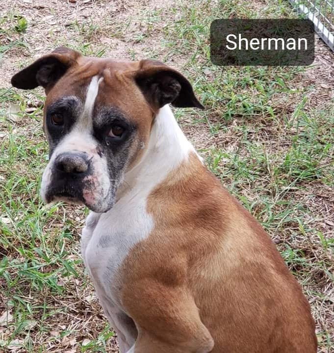 Sherman, an adoptable Boxer in Pipe Creek, TX, 78063 | Photo Image 3