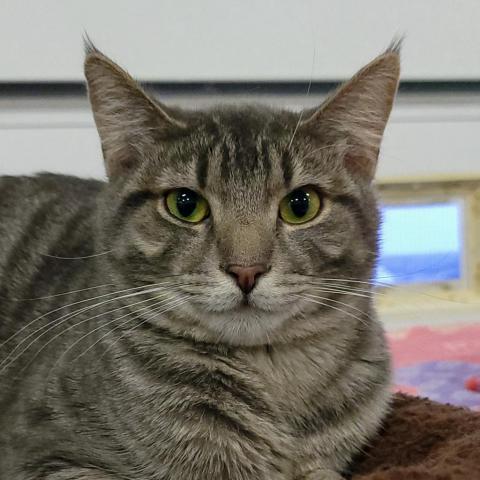 Twilight, an adoptable Domestic Short Hair in Sheridan, WY, 82801 | Photo Image 1