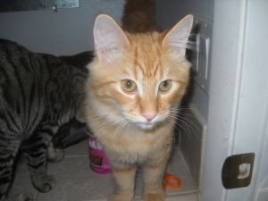 Tabby cats for store adoption