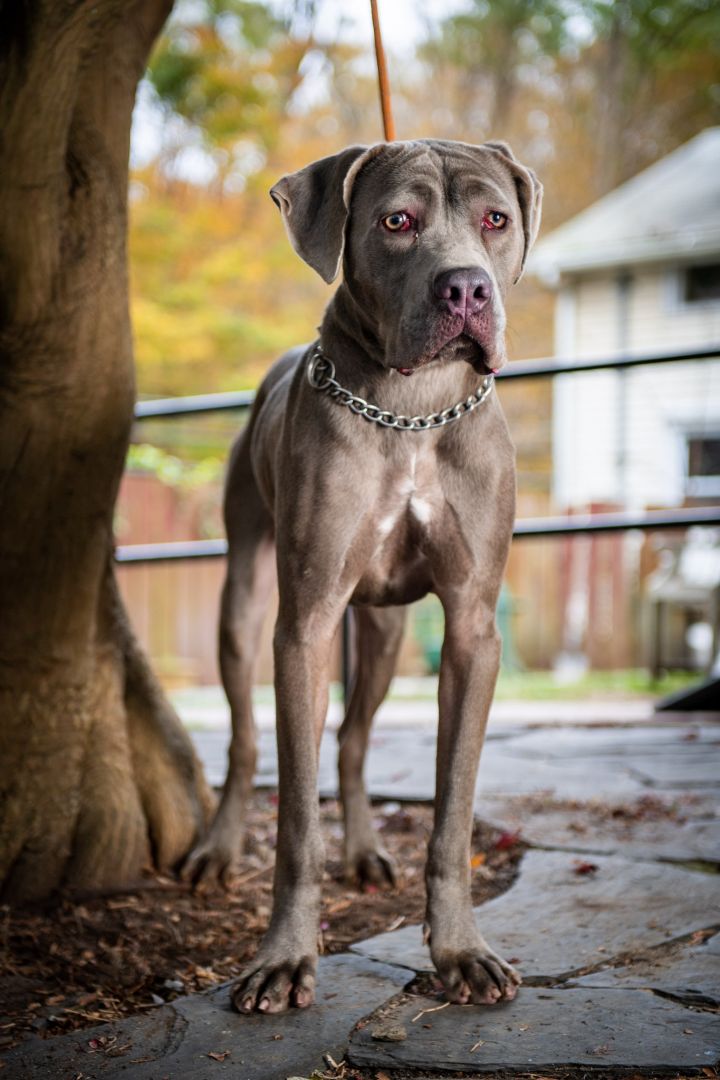 Italian mastiff hot sale adoption