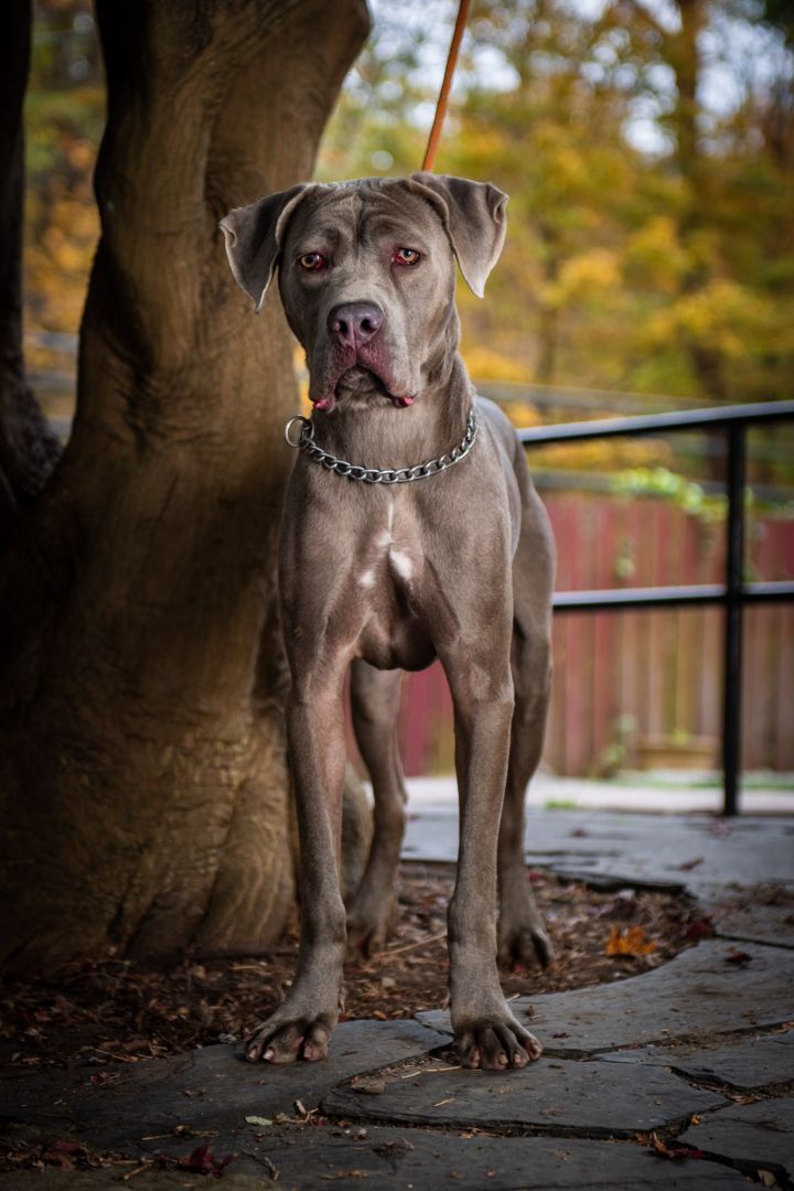 Adopt a Cane Corso near New York, NY