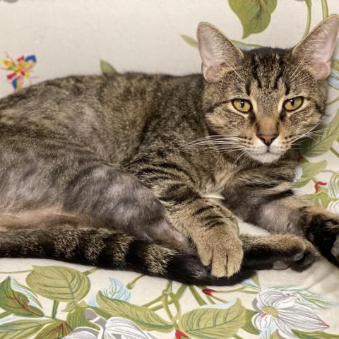 Norman, an adoptable Domestic Short Hair in Mount Juliet, TN, 37122 | Photo Image 1