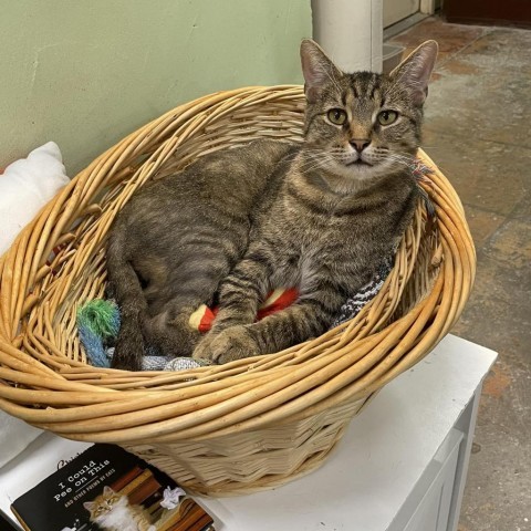 Norman, an adoptable Domestic Short Hair in Mount Juliet, TN, 37122 | Photo Image 2