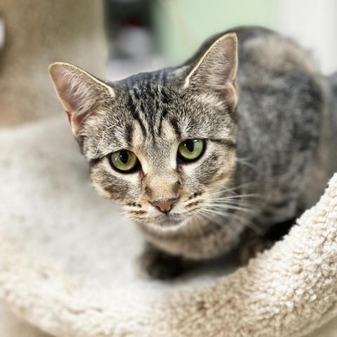 Norman, an adoptable Domestic Short Hair in Mount Juliet, TN, 37122 | Photo Image 3
