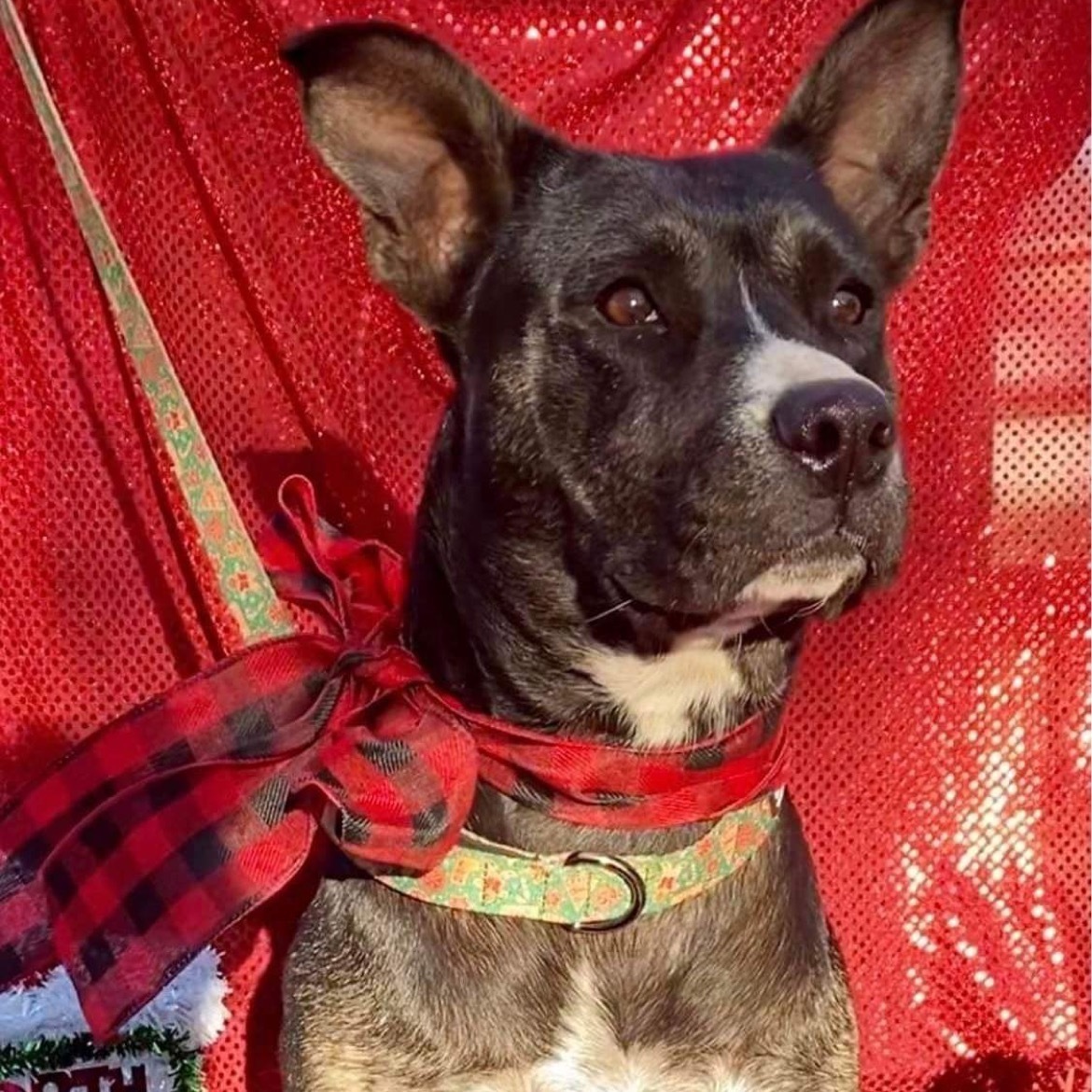 Sasha , an adoptable Pit Bull Terrier in Pelham, NH, 03076 | Photo Image 1