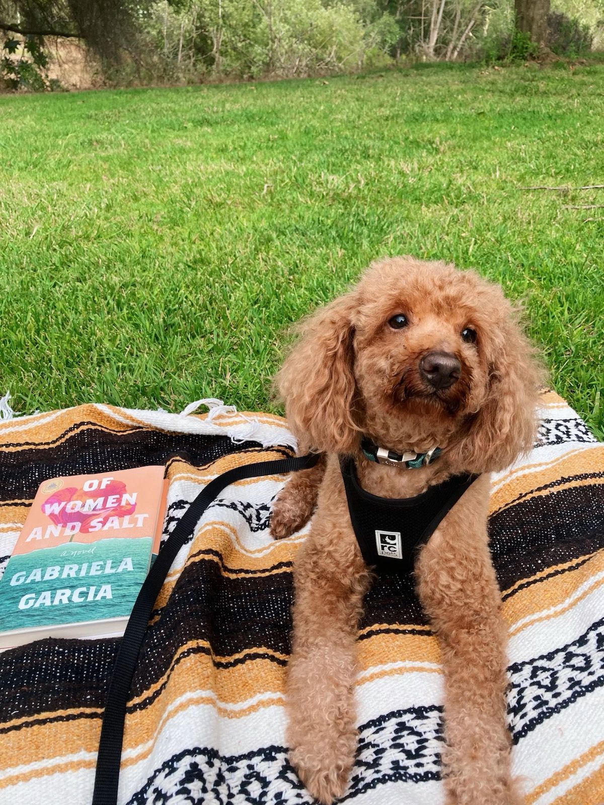 Wylie, an adoptable Poodle in Costa Mesa, CA, 92627 | Photo Image 1