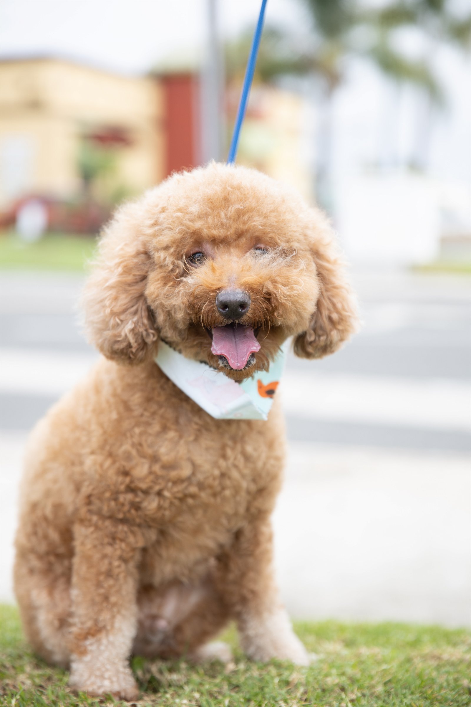Wylie, an adoptable Poodle in Costa Mesa, CA, 92627 | Photo Image 2