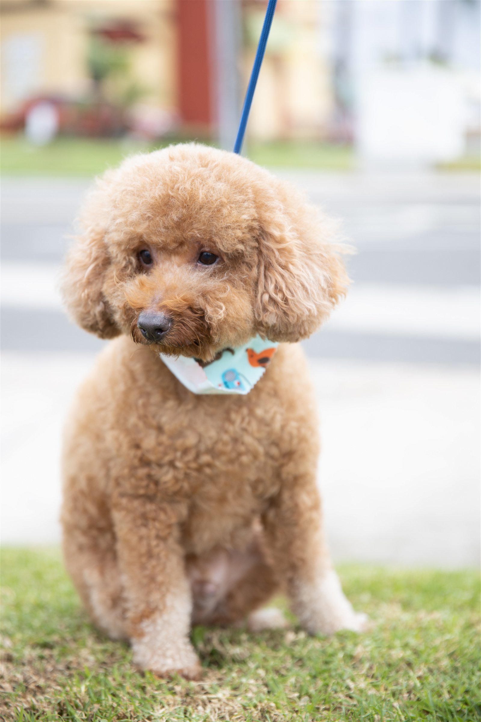 Wylie, an adoptable Poodle in Costa Mesa, CA, 92627 | Photo Image 3