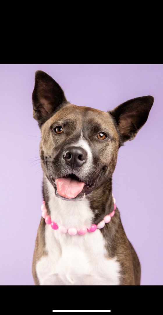 Athena, an adoptable Australian Cattle Dog / Blue Heeler, American Staffordshire Terrier in Houston, TX, 77079 | Photo Image 1