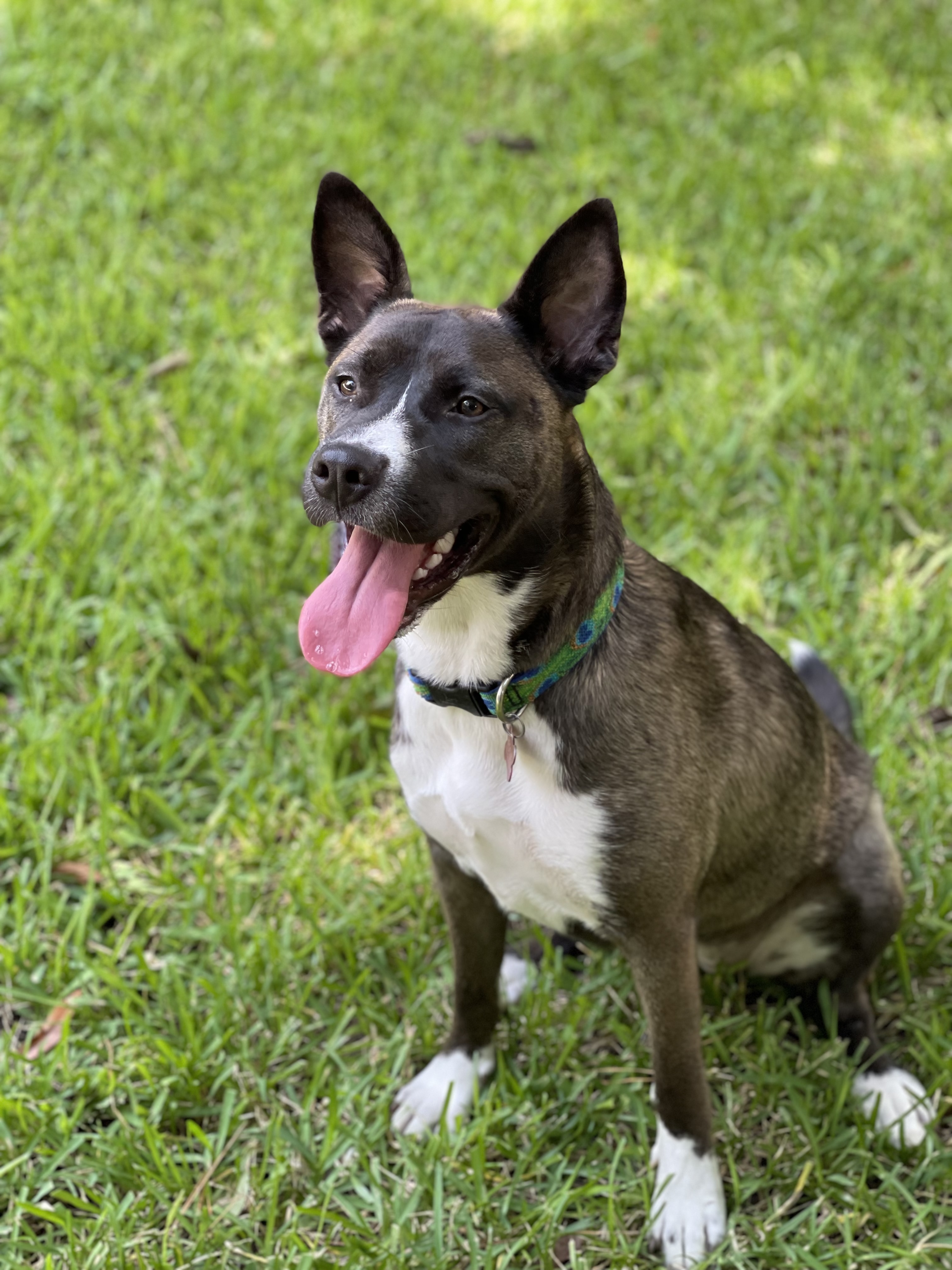 Athena, an adoptable Australian Cattle Dog / Blue Heeler, American Staffordshire Terrier in Houston, TX, 77079 | Photo Image 4