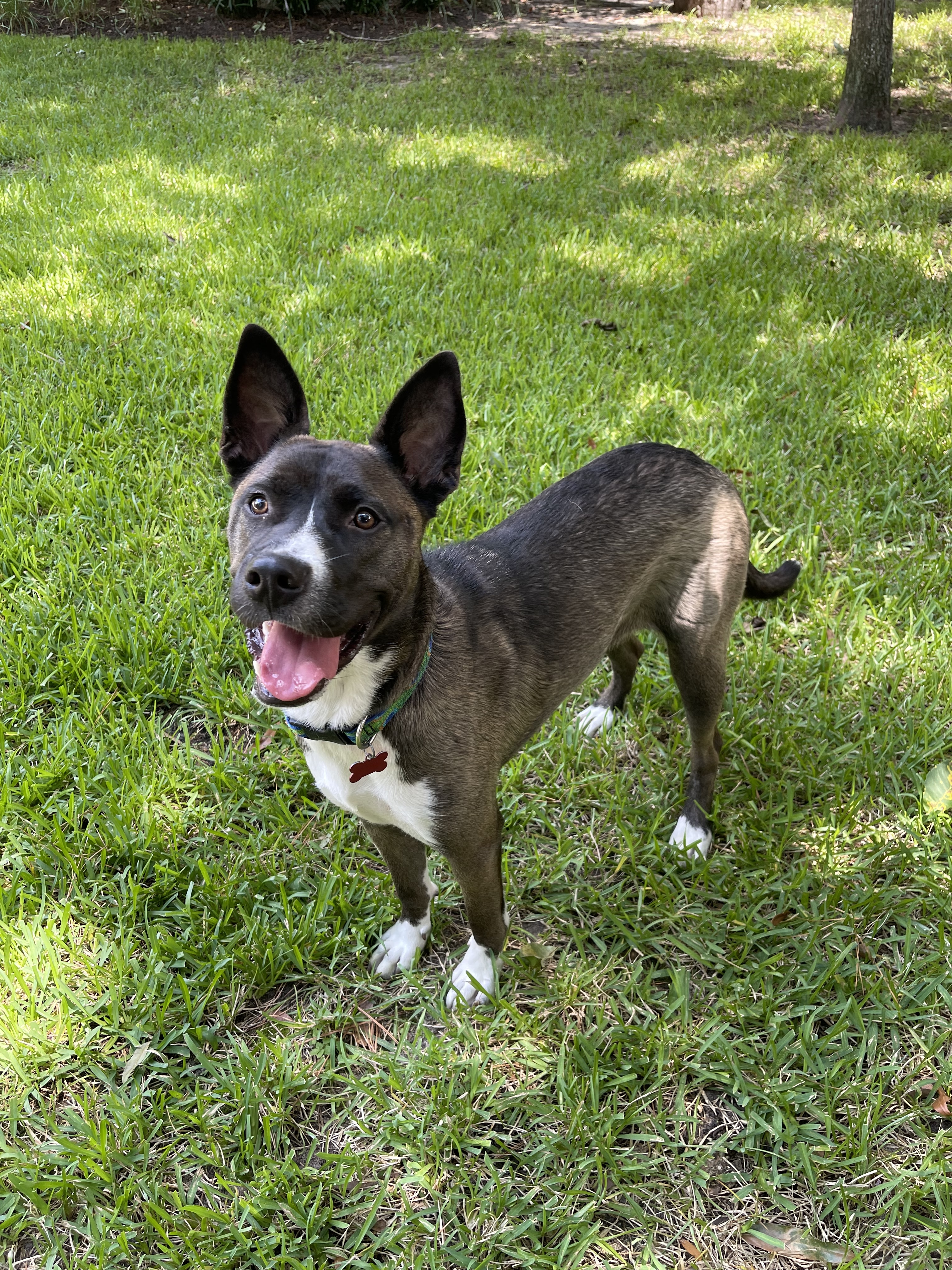 Athena, an adoptable Australian Cattle Dog / Blue Heeler, American Staffordshire Terrier in Houston, TX, 77079 | Photo Image 5