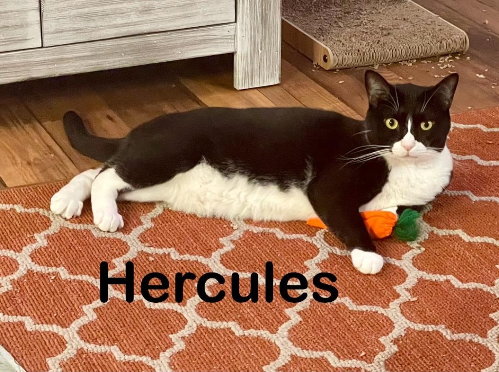 Hercules 2, an adoptable Domestic Short Hair in Hoover , AL, 35226 | Photo Image 1