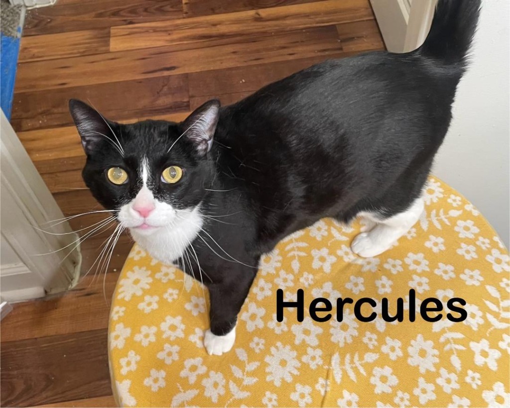 Hercules 2, an adoptable Domestic Short Hair in Hoover , AL, 35226 | Photo Image 6